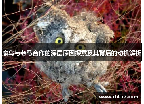 魔鸟与老马合作的深层原因探索及其背后的动机解析